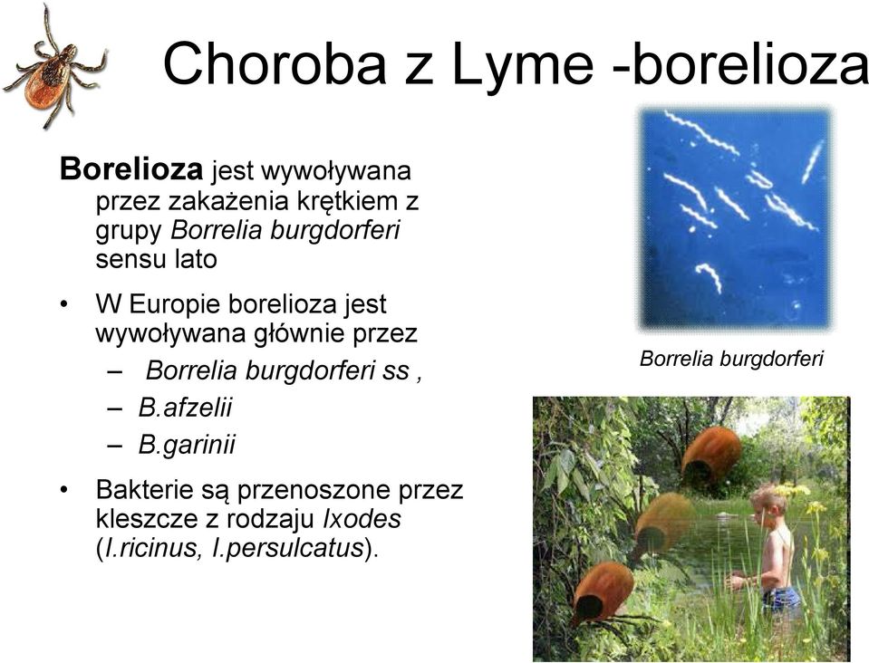 głównie przez Borrelia burgdorferi ss, B.afzelii B.