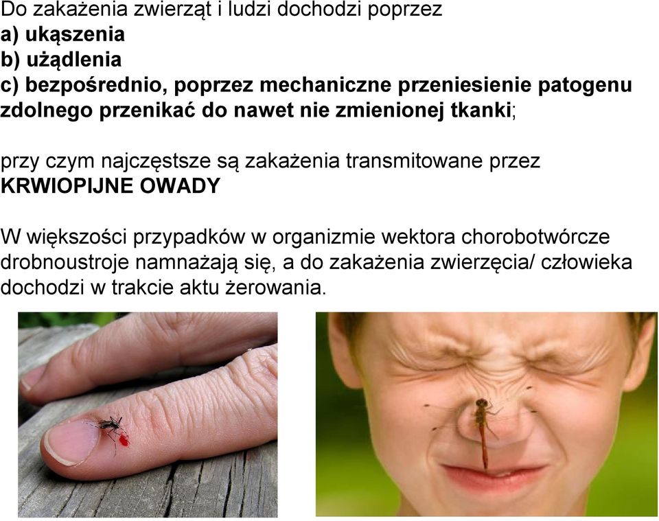 najczęstsze są zakażenia transmitowane przez KRWIOPIJNE OWADY W większości przypadków w organizmie