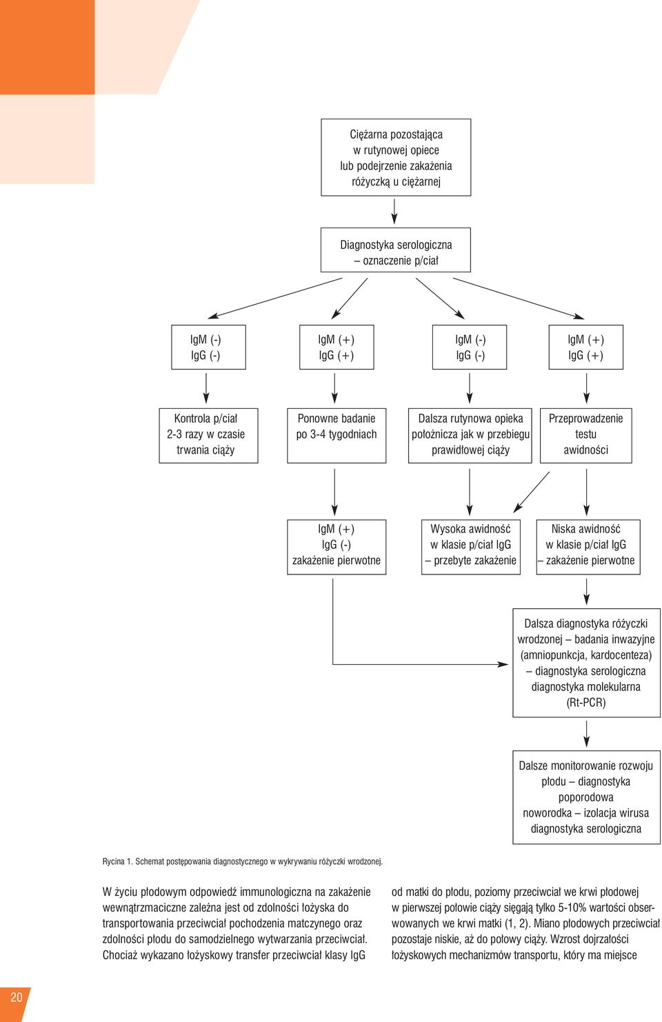 Niska awidnoêç IgG (-) w klasie p/cia IgG w klasie p/cia IgG zaka enie pierwotne przebyte zaka enie zaka enie pierwotne Dalsza diagnostyka ró yczki wrodzonej badania inwazyjne (amniopunkcja,