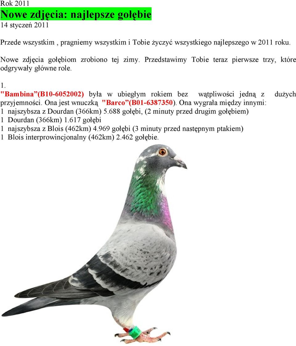 "Bambina (B10-6052002) była w ubiegłym rokiem bez wątpliwości jedną z przyjemności. Ona jest wnuczką "Barco (B01-6387350).