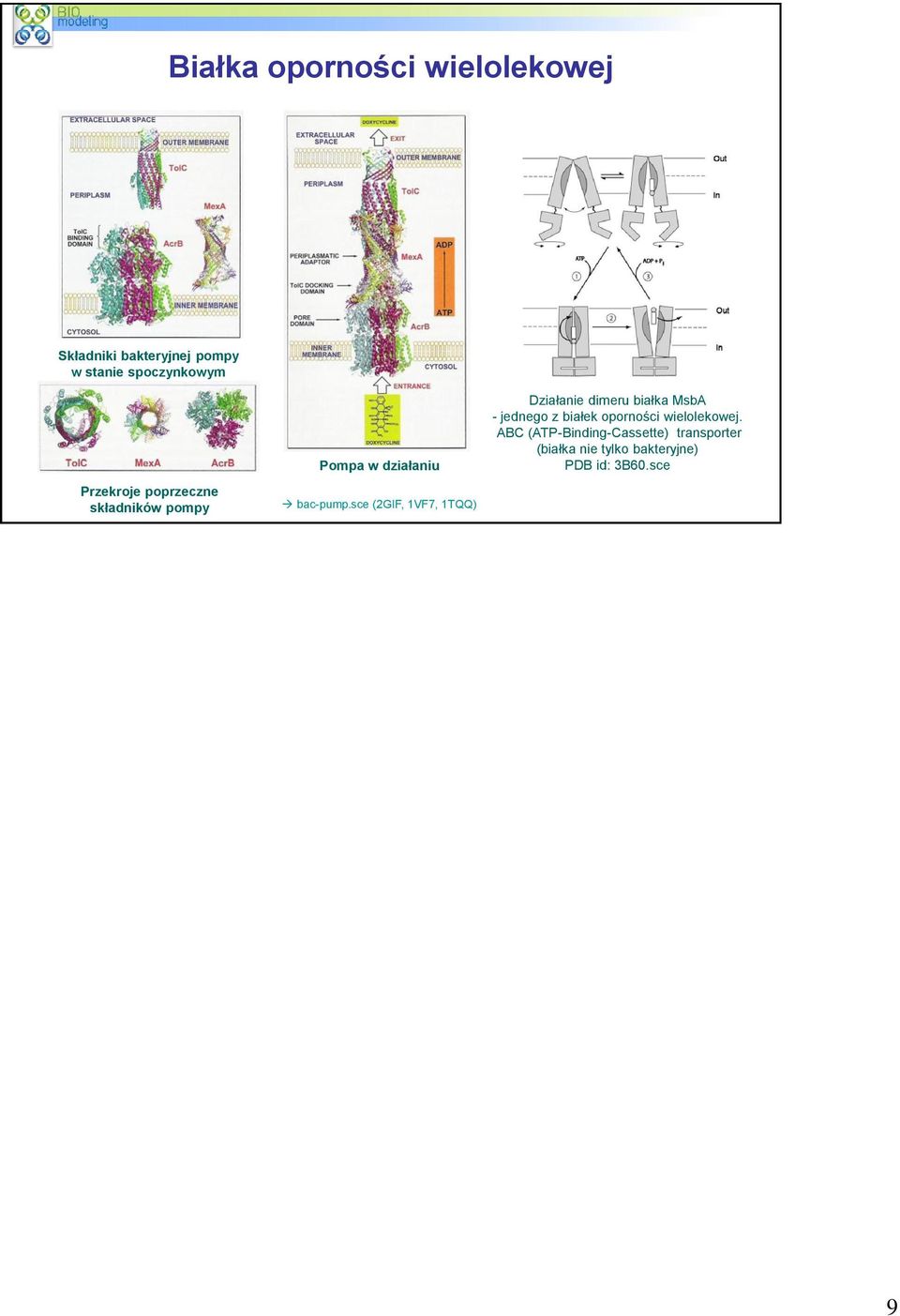 sce (2GIF, 1VF7, 1TQQ) Działanie dimeru białka MsbA - jednego z białek oporności
