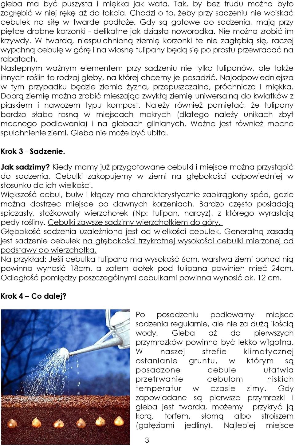 W twardą, niespulchnioną ziemię korzonki te nie zagłębią się, raczej wypchną cebulę w górę i na wiosnę tulipany będą się po prostu przewracać na rabatach.