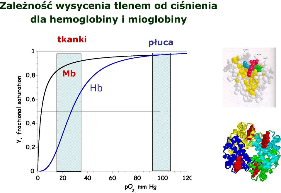 płuca Y, fractional saturation 0.8 0.6 0.