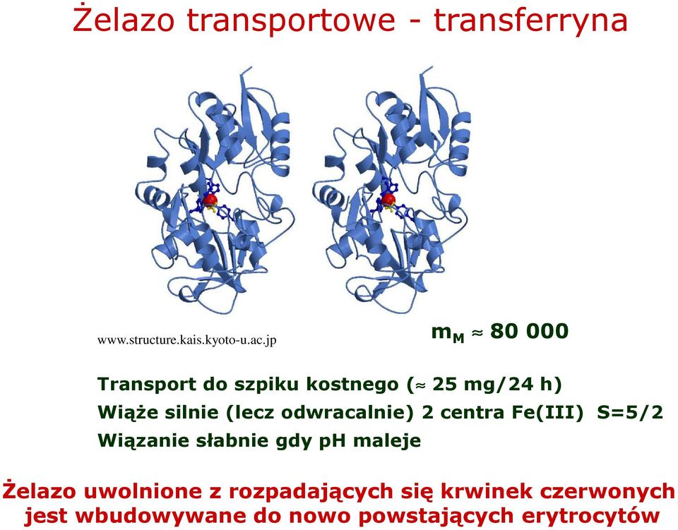 odwracalnie) 2 centra Fe(III) S=5/2 Wiązanie słabnie gdy ph maleje śelazo