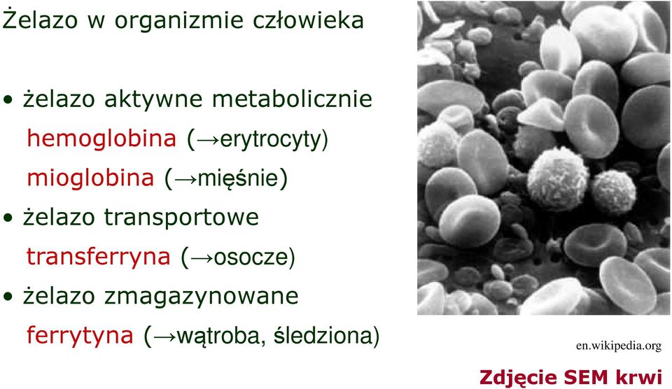 transportowe transferryna ( osocze) Ŝelazo zmagazynowane