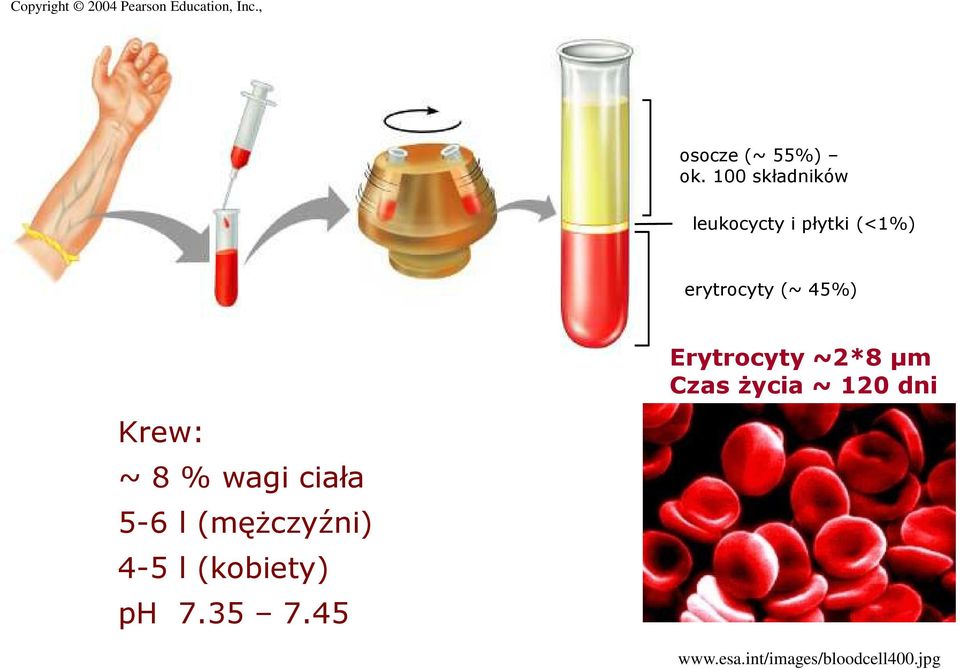 ~ 8 % wagi ciała 5-6 l (męŝczyźni) 4-5 l (kobiety) ph 7.35 7.