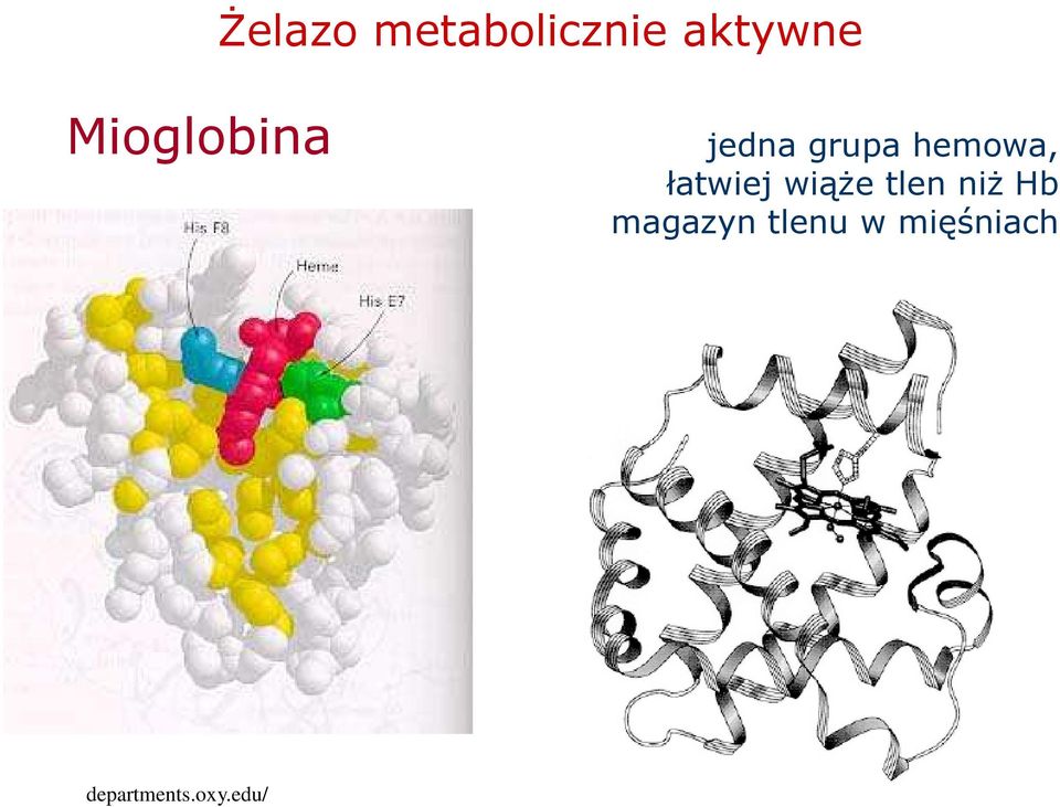 łatwiej wiąŝe tlen niŝ Hb