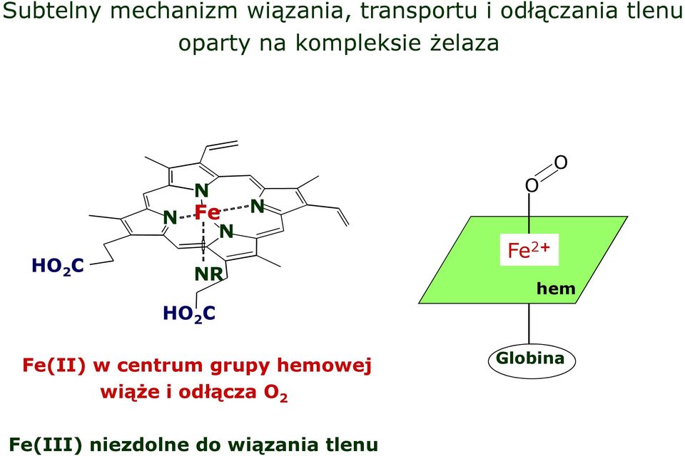 C N N O O Fe 2+ hem Fe(II) w centrum grupy hemowej