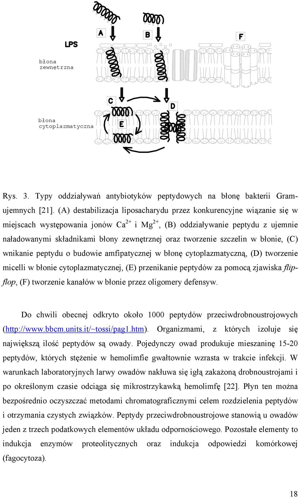 tworzenie szczelin w błonie, (C) wnikanie peptydu o budowie amfipatycznej w błonę cytoplazmatyczną, (D) tworzenie micelli w błonie cytoplazmatycznej, (E) przenikanie peptydów za pomocą zjawiska