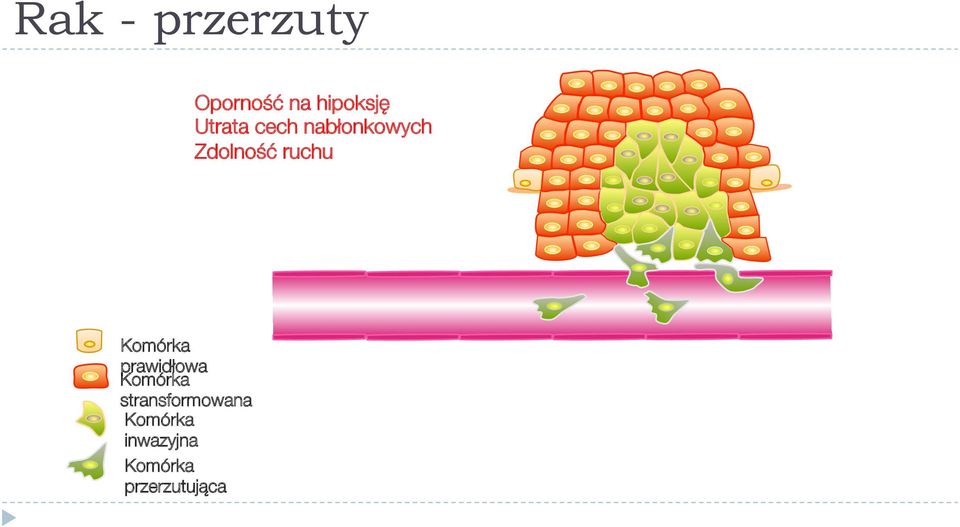 Komórka prawidłowa Komórka