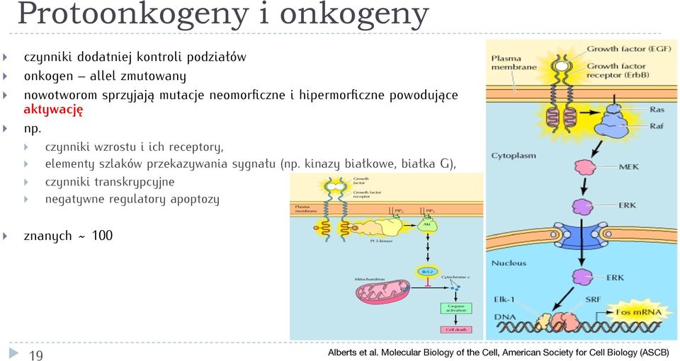 czynniki wzrostu i ich receptory, elementy szlaków przekazywania sygnału (np.