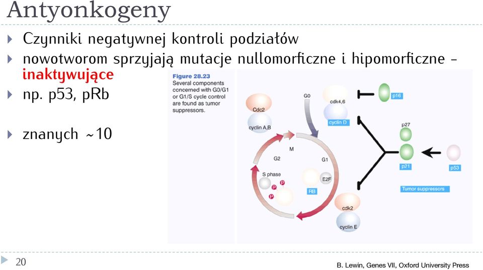 nullomorficzne i hipomorficzne - inaktywujące np.