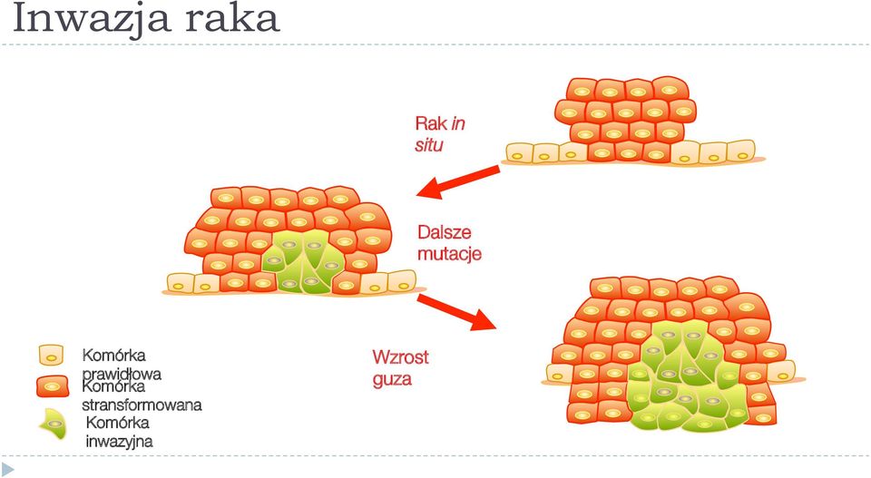 prawidłowa Komórka