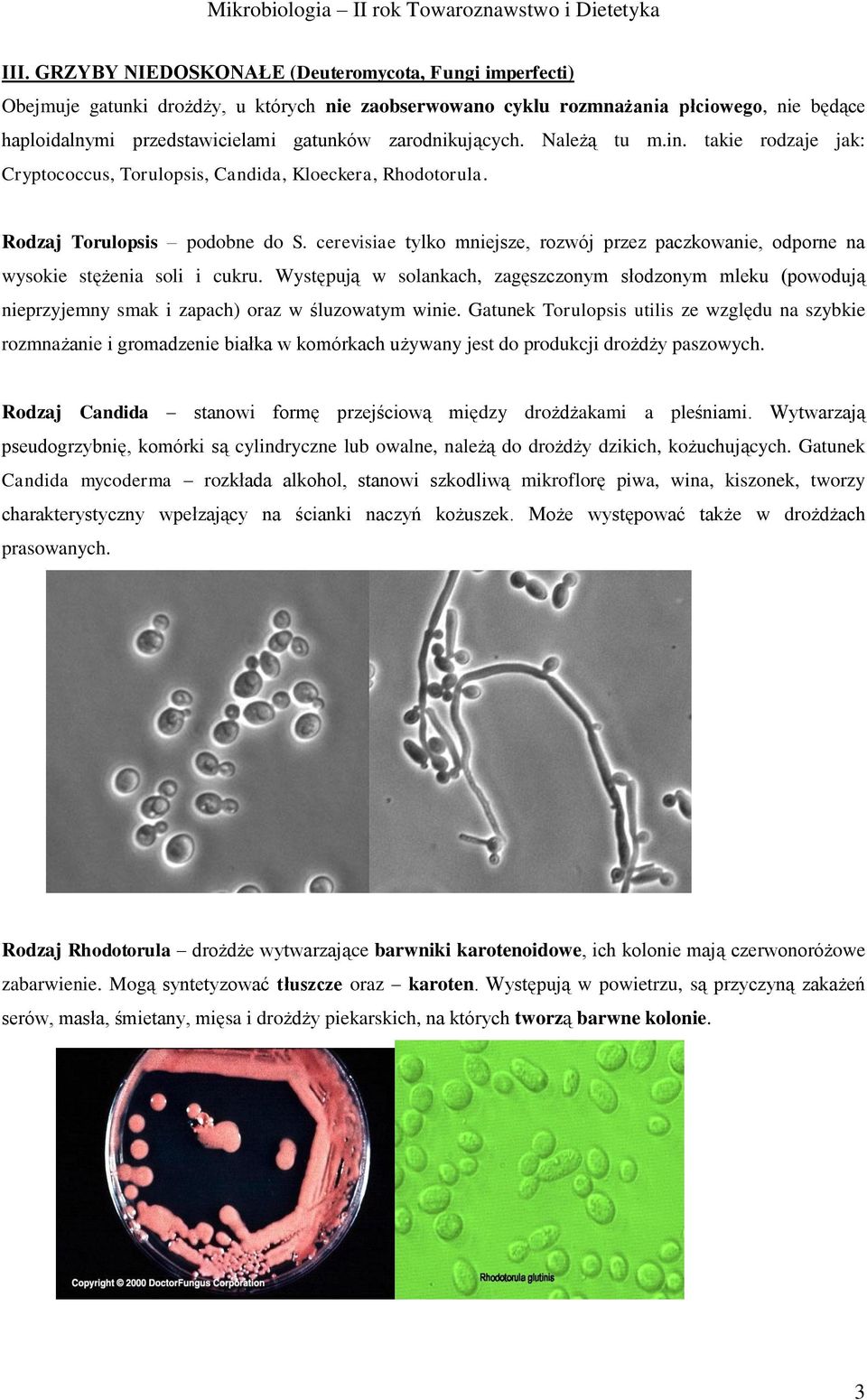 cerevisiae tylko mniejsze, rozwój przez paczkowanie, odporne na wysokie stężenia soli i cukru.