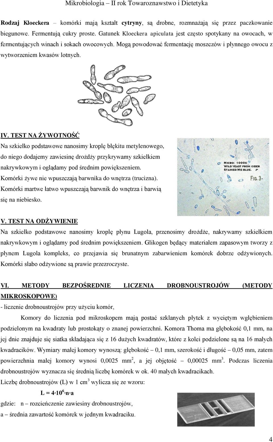 TEST NA ŻYWOTNOŚĆ Na szkiełko podstawowe nanosimy kroplę błękitu metylenowego, do niego dodajemy zawiesinę drożdży przykrywamy szkiełkiem nakrywkowym i oglądamy pod średnim powiększeniem.