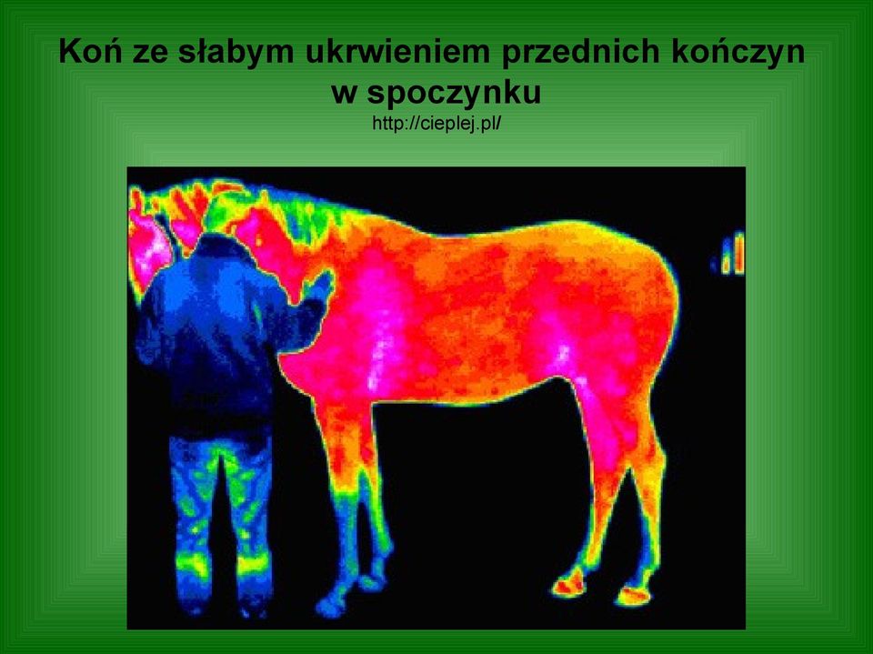 przednich kończyn