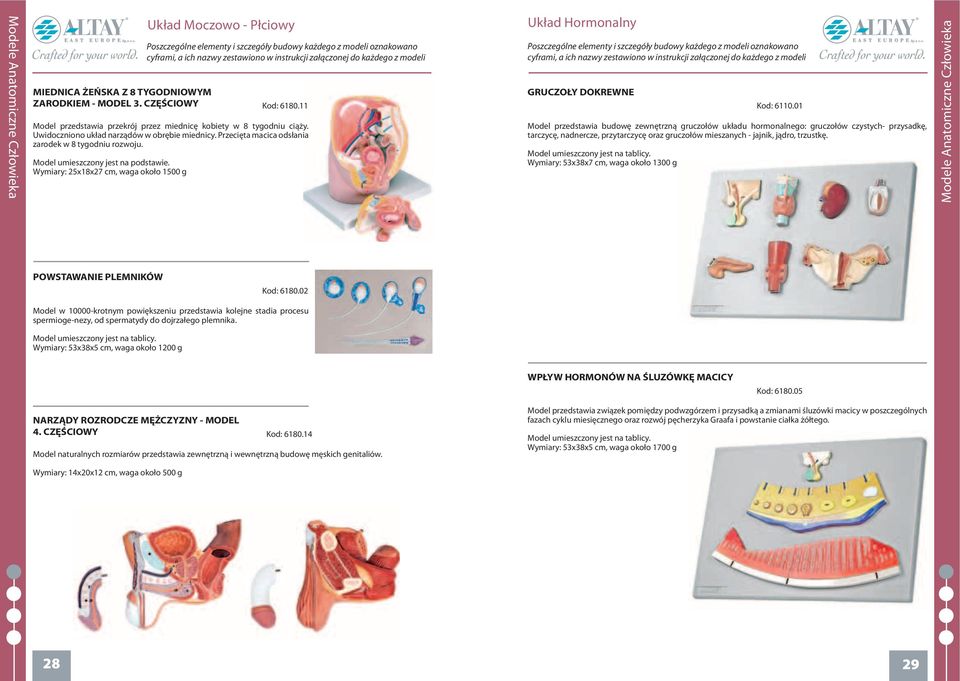 Wymiary: 25x18x27 cm, waga około 1500 g Tułów Układ Hormonalny z głową GRUCZOŁY DOKREWNE Model przedstawia budowę zewnętrzną gruczołów układu hormonalnego: gruczołów czystych- przysadkę, tarczycę,