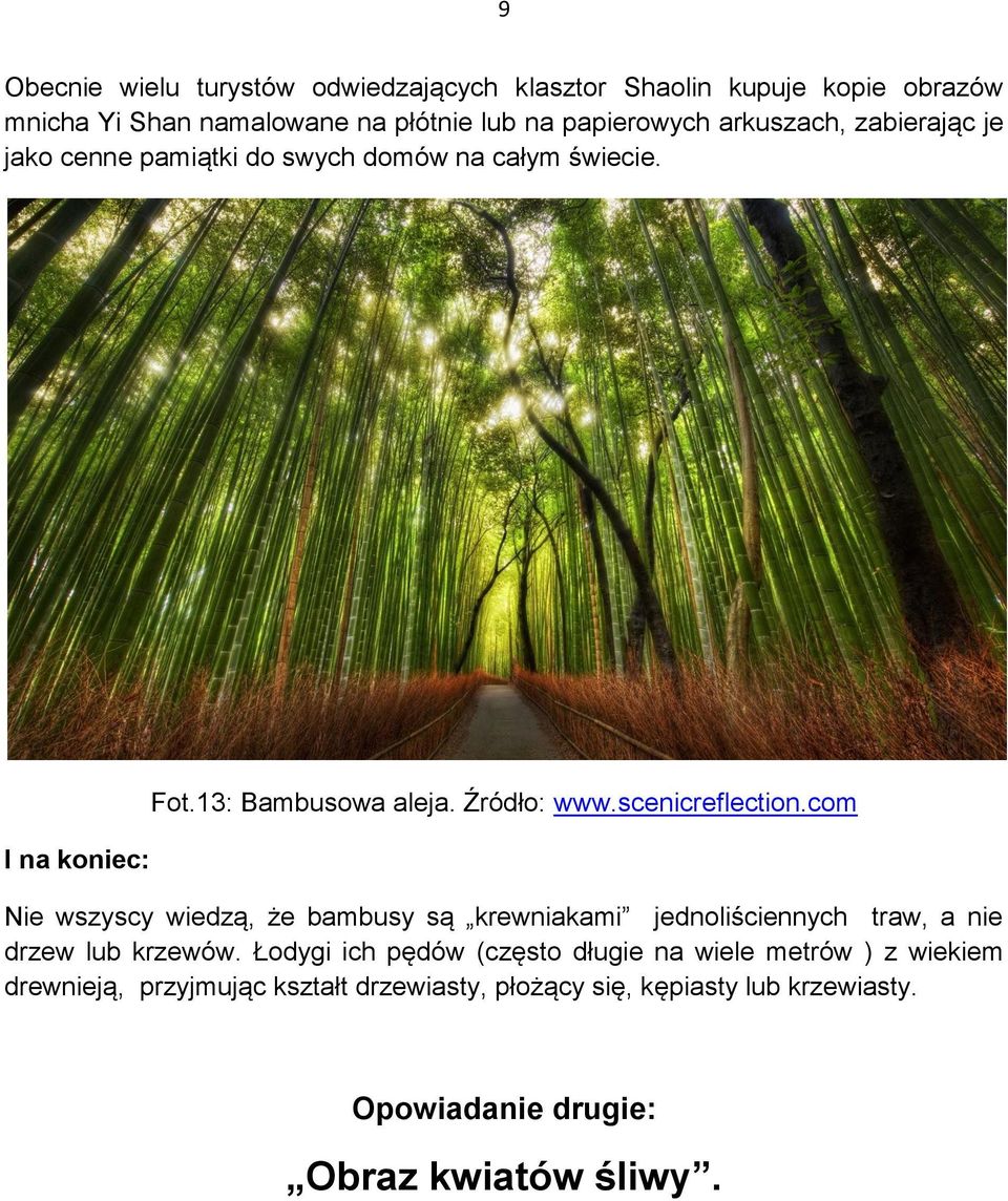 scenicreflection.com Nie wszyscy wiedzą, że bambusy są krewniakami jednoliściennych traw, a nie drzew lub krzewów.