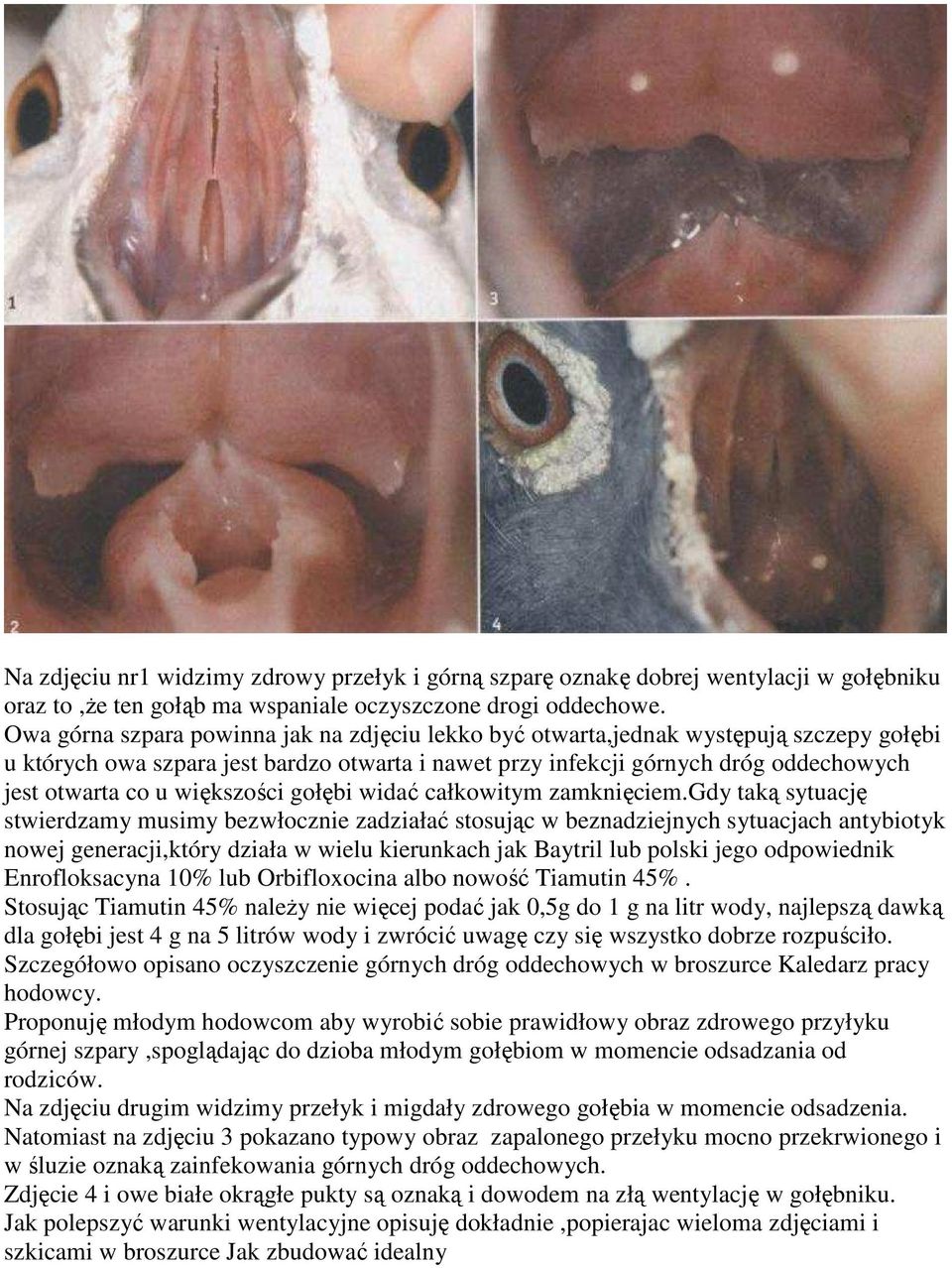 większości gołębi widać całkowitym zamknięciem.