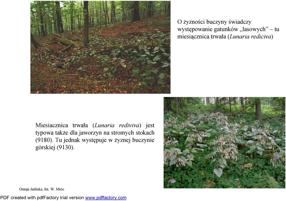 rediviva) jest typowa także dla jaworzyn na stromych stokach (9180).