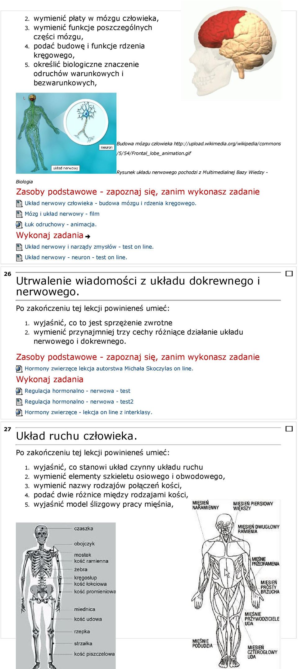 gif Rysunek układu nerwowego pochodzi z Multimedialnej Bazy Wiedzy - Biologia Układ nerwowy człowieka - budowa mózgu i rdzenia kręgowego. Mózg i układ nerwowy - film Łuk odruchowy - animacja.