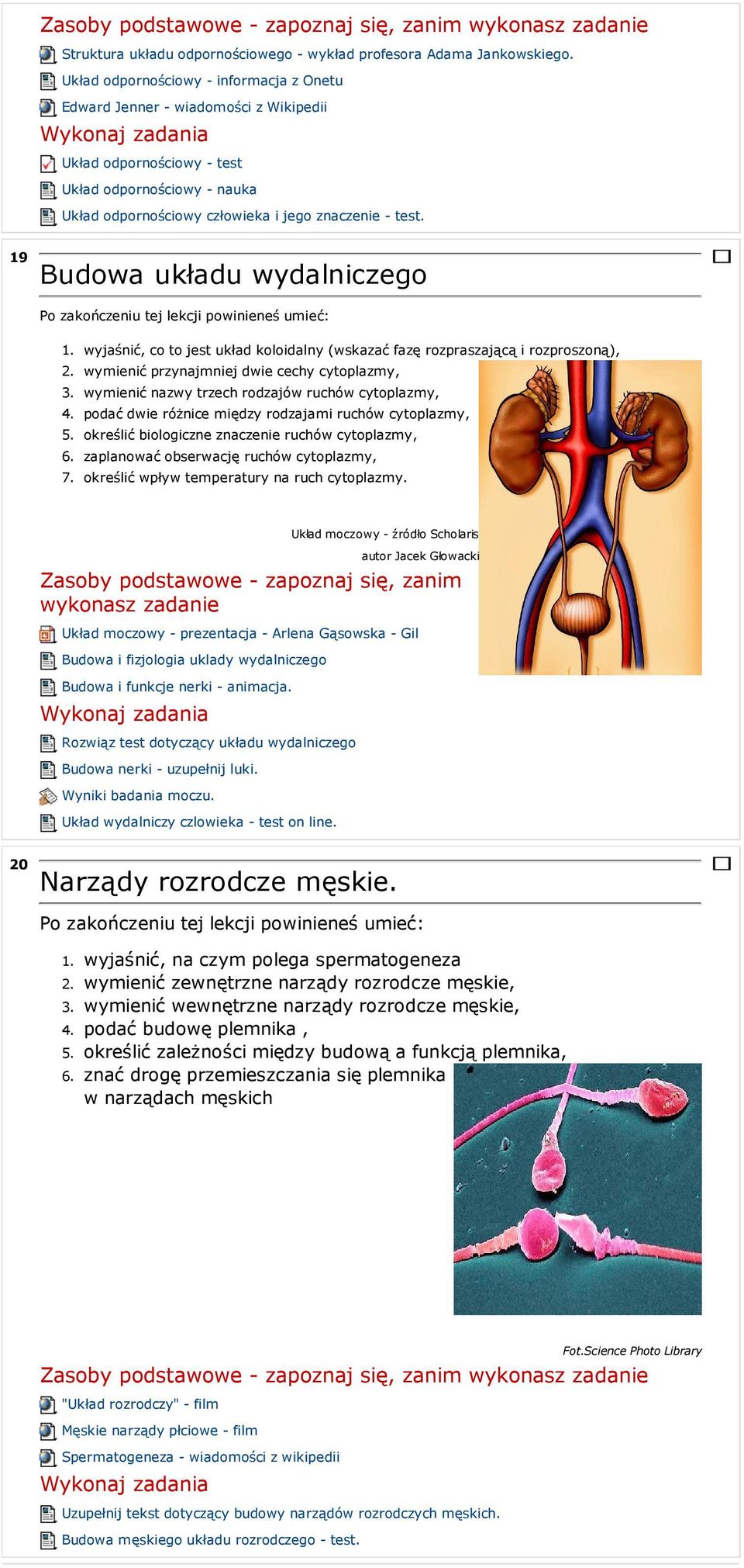 19 Budowa układu wydalniczego 6. 7.