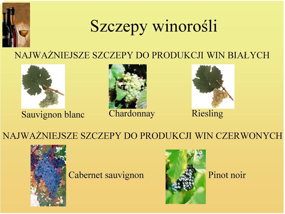 Chardonnay Riesling NAJWAŻNIEJSZE SZCZEPY DO