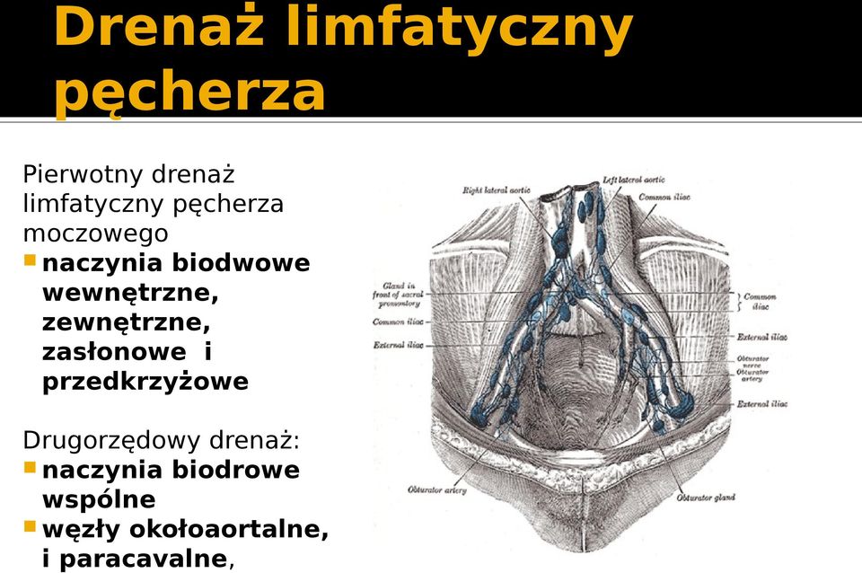 zewnętrzne, zasłonowe i przedkrzyżowe Drugorzędowy