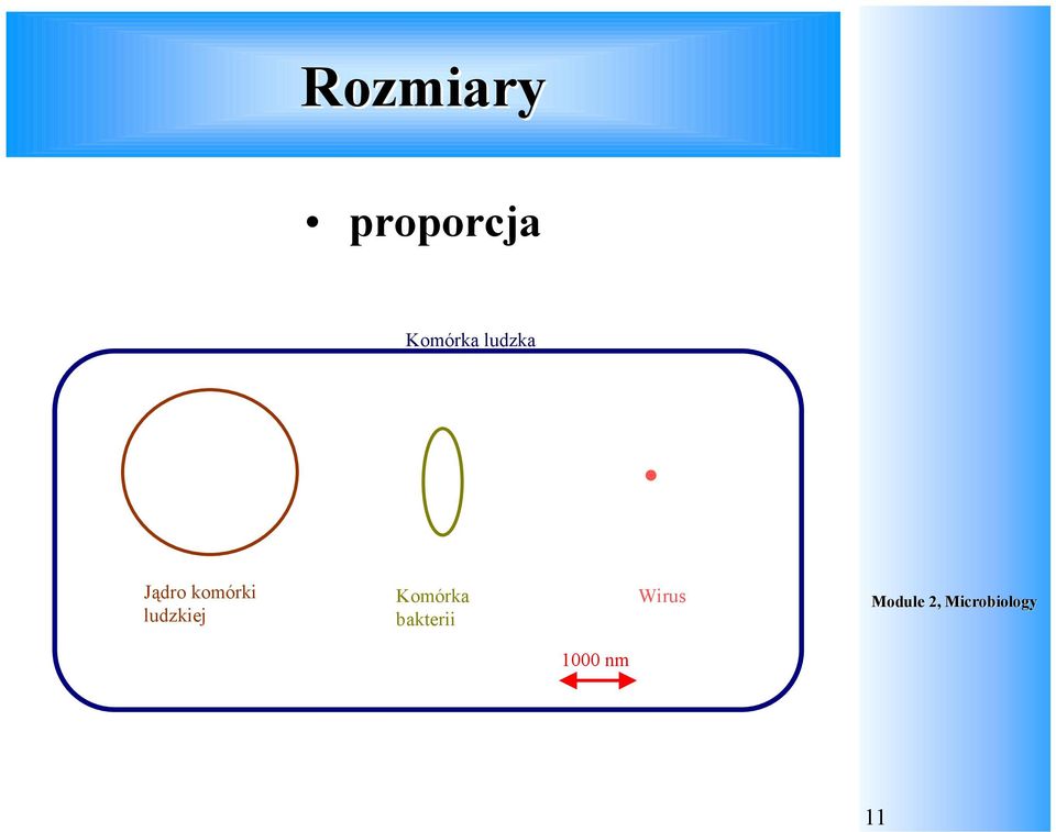 Jądro komórki ludzkiej