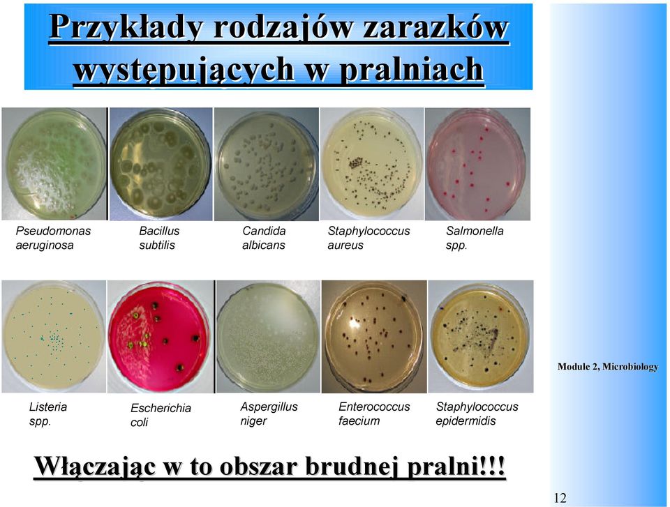 Salmonella spp. Listeria spp.