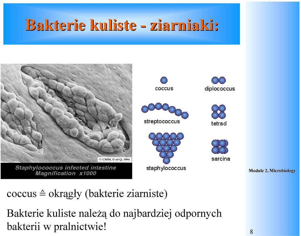 ziarniste) Bakterie kuliste należą