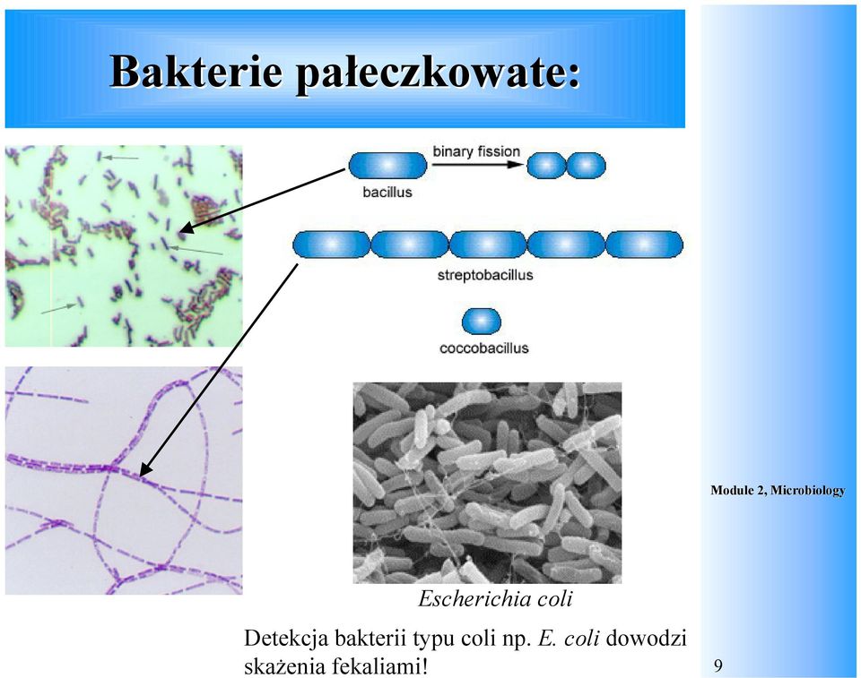 bakterii typu coli np. E.