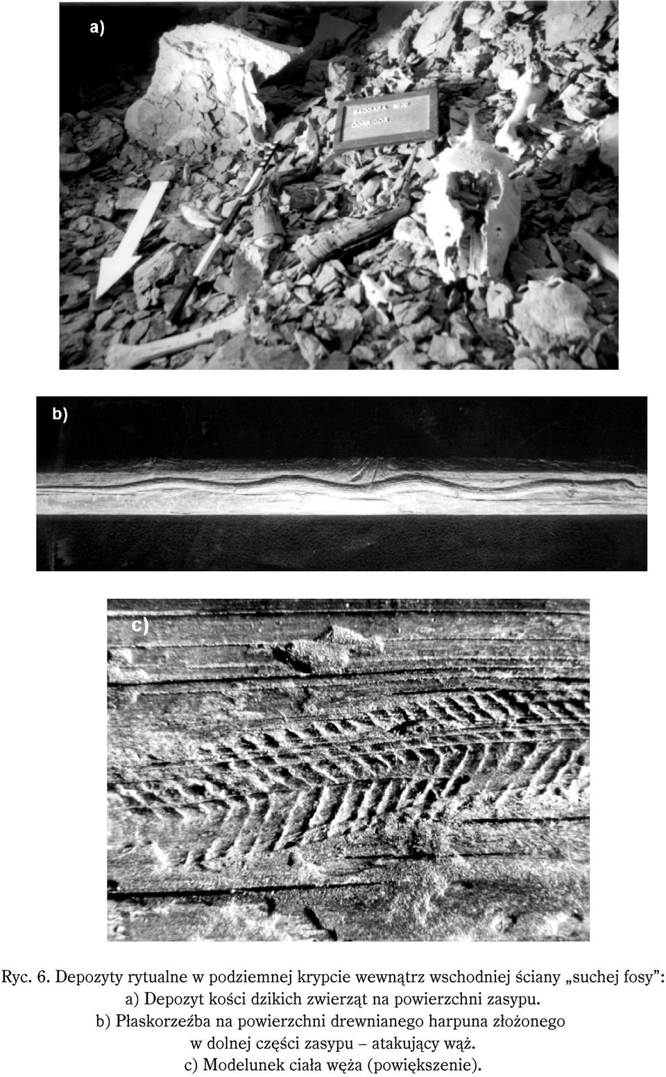 suchej fosy : a) Depozyt kości dzikich zwierząt na powierzchni zasypu.