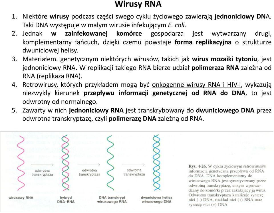 genetycznym niektórych wirusów, takich jak wirus mozaiki tytoniu, jest jednoniciowy RNA. W replikacji takiego RNA bierze udział polimeraza RNA zależna od RNA (replikaza RNA). 4.