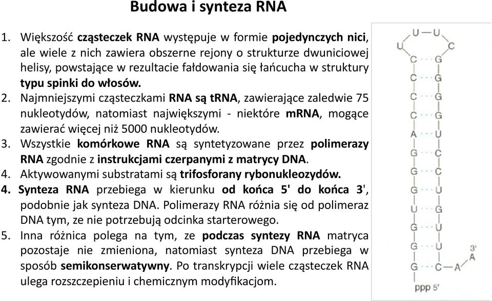 typu spinki do włosów. 2. Najmniejszymi cząsteczkami RNA są trna, zawierające zaledwie 75 nukleotydów, natomiast największymi - niektóre mrna, mogące zawierać więcej niż 5000 nukleotydów. 3.