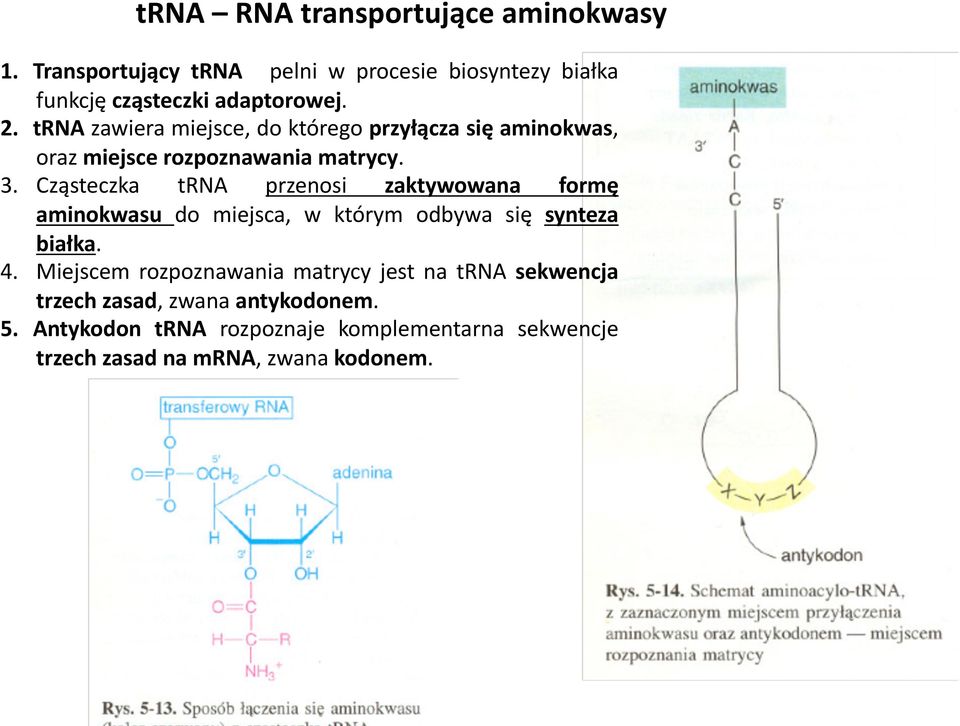 Cząsteczka trna przenosi zaktywowana formę aminokwasu do miejsca, w którym odbywa się synteza białka. 4.