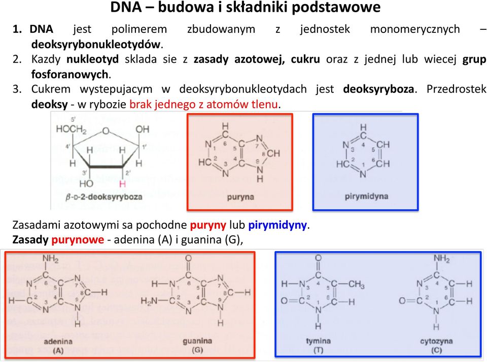 Cukrem wystepujacym w deoksyrybonukleotydach jest deoksyryboza. Przedrostek deoksy - w rybozie brak jednego z atomów tlenu.