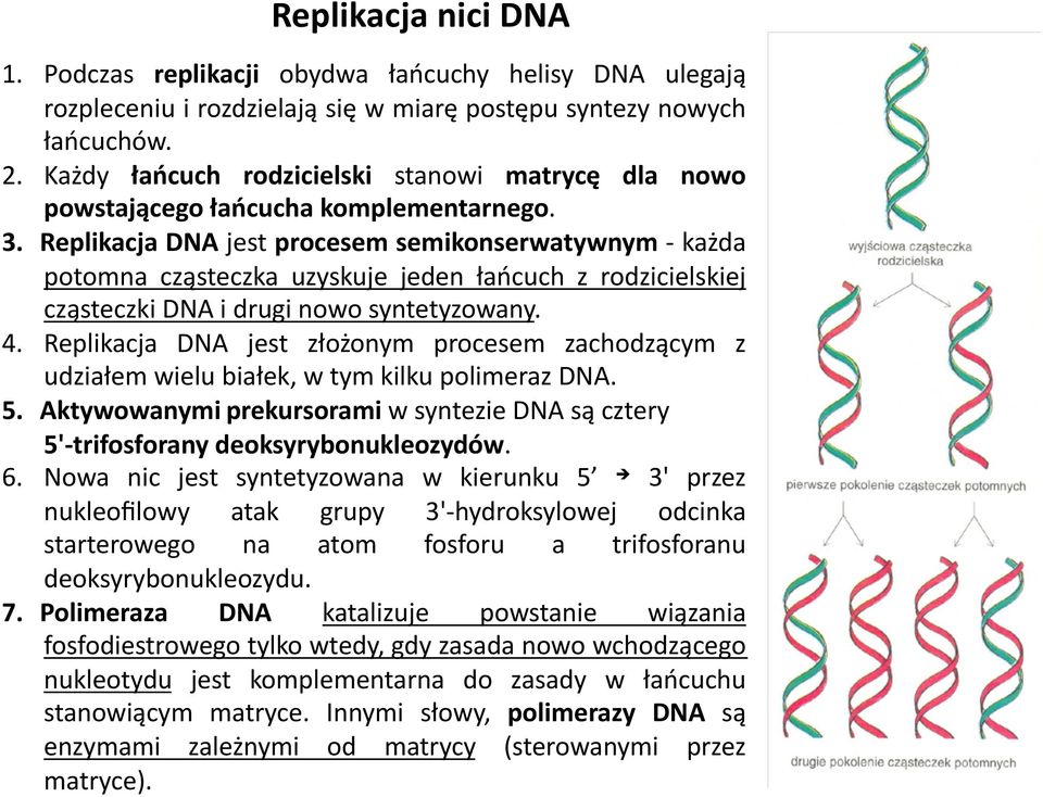 Replikacja DNA jest procesem semikonserwatywnym - każda potomna cząsteczka uzyskuje jeden łańcuch z rodzicielskiej cząsteczki DNA i drugi nowo syntetyzowany. 4.