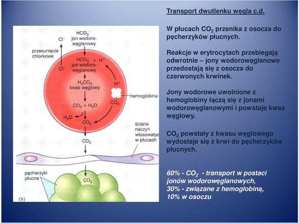 Jony wodorowe uwolnione z hemoglobiny łączą się z jonami wodorowęglanowymi i powstaje kwas węglowy.