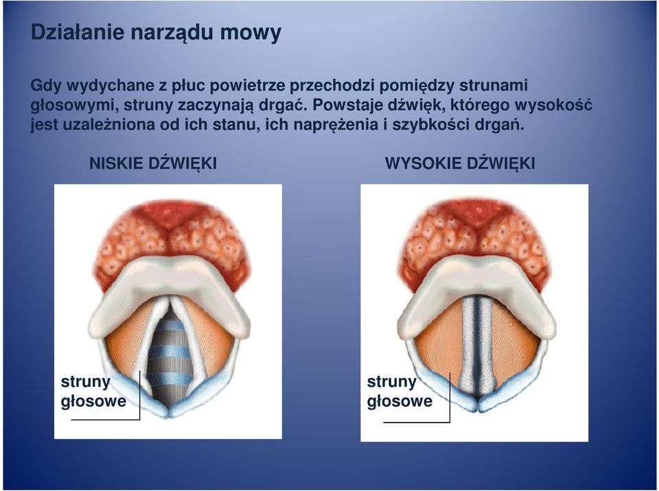 Powstaje dźwięk, którego wysokość jest uzależniona od ich stanu, ich