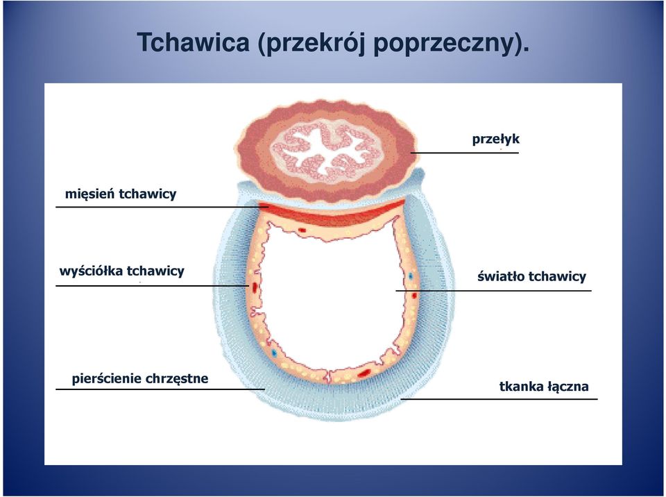 wyściółka tchawicy światło