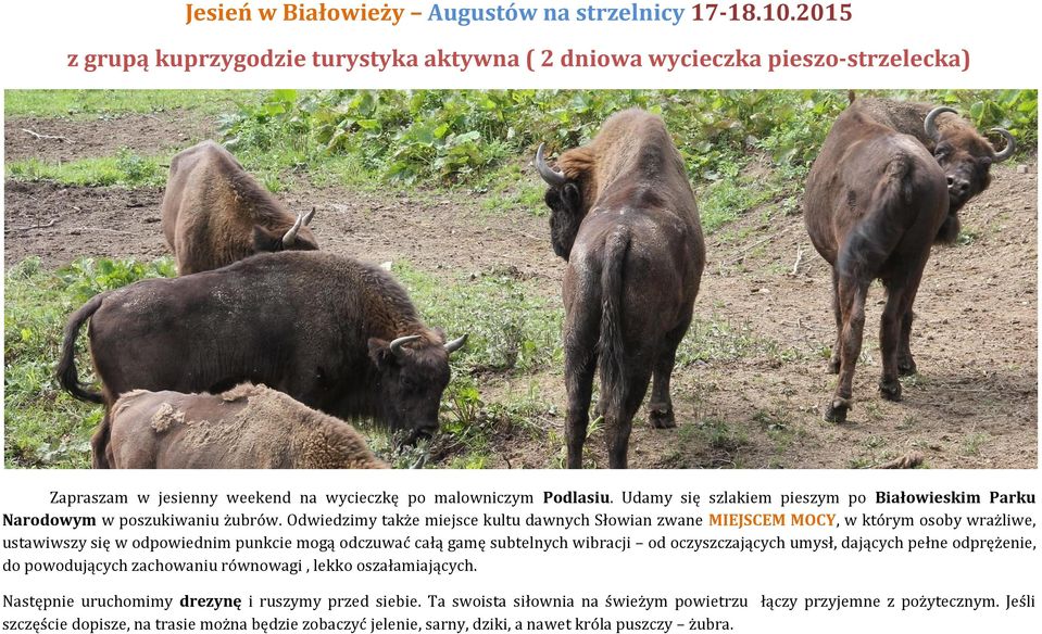 Udamy się szlakiem pieszym po Białowieskim Parku Narodowym w poszukiwaniu żubrów.