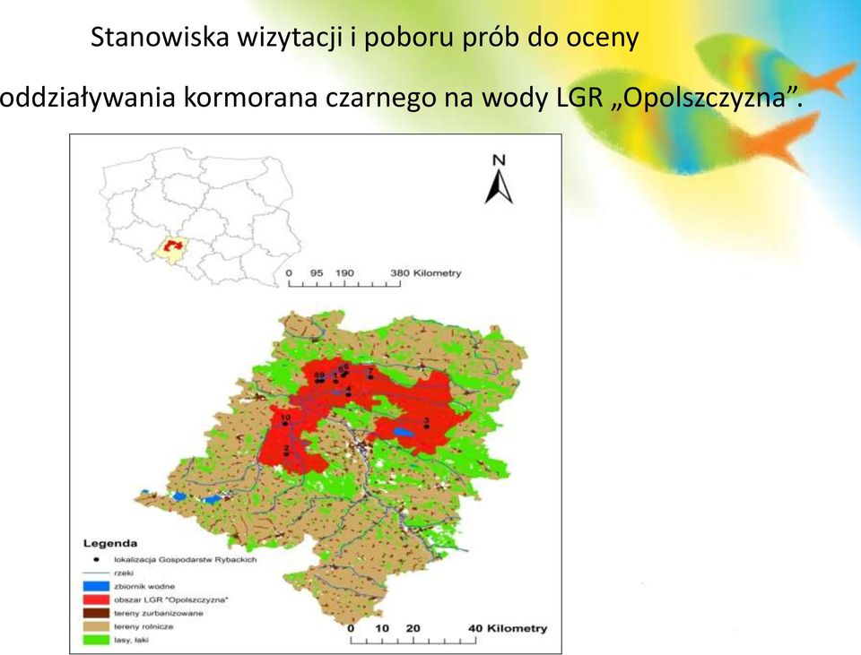 oddziaływania kormorana