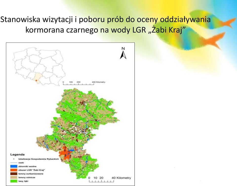 oddziaływania kormorana