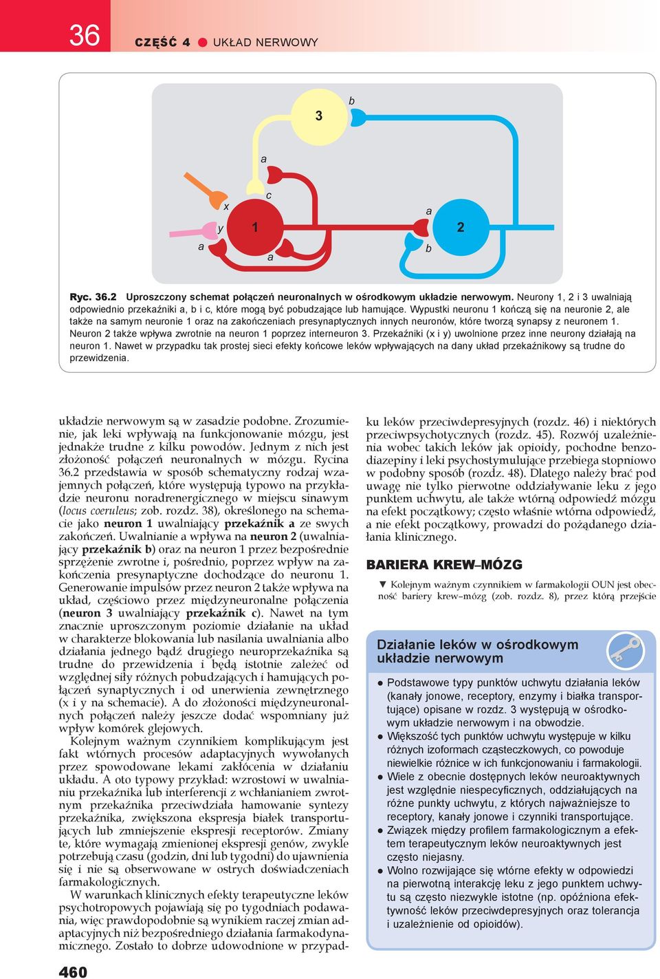 Wypustki neuronu 1 kończą się n neuronie 2, le tkże n smym neuronie 1 orz n zkończenich presynptycznych innych neuronów, które tworzą synpsy z neuronem 1.