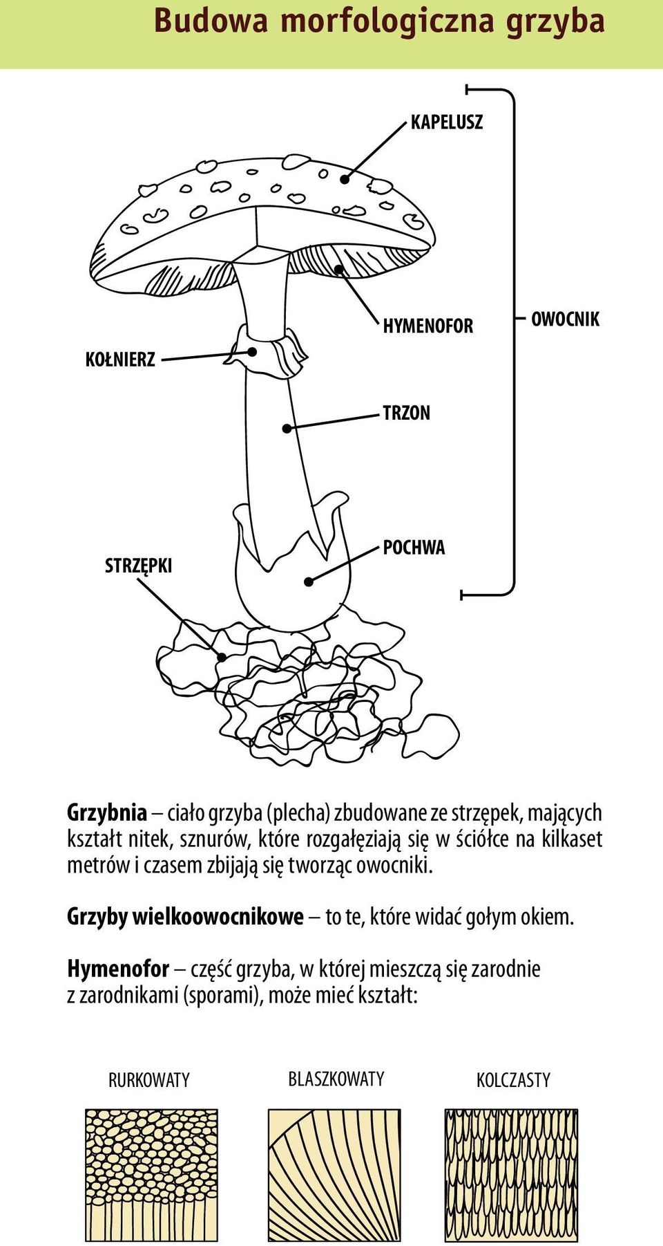 metrów i czasem zbijają się tworząc owocniki. Grzyby wielkoowocnikowe to te, które widać gołym okiem.