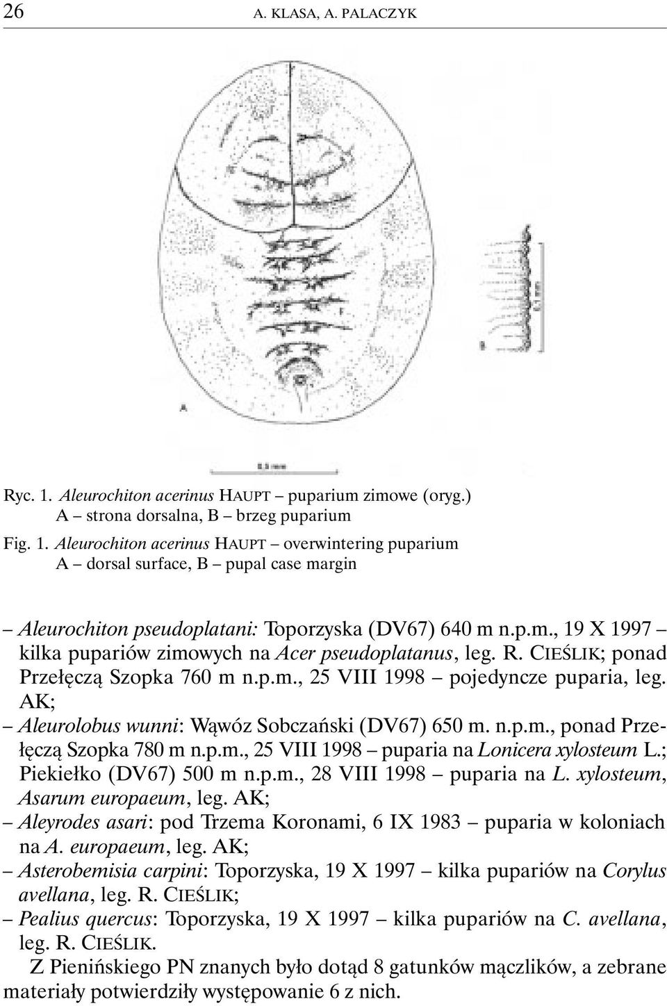 AK; Aleurolobus wunni: Wąwóz Sobczański (DV67) 650 m. n.p.m., ponad Przełęczą Szopka 780 m n.p.m., 25 VIII 1998 puparia na Lonicera xylosteum L.; Piekiełko (DV67) 500 m n.p.m., 28 VIII 1998 puparia na L.
