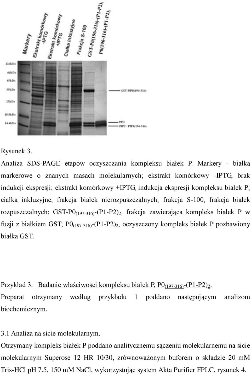 frakcja białek nierozpuszczalnych; frakcja S-100, frakcja białek rozpuszczalnych; GST-P0 (197-316) -(P1-P2) 2, frakcja zawierająca kompleks białek P w fuzji z białkiem GST; P0 (197-316) -(P1-P2) 2,