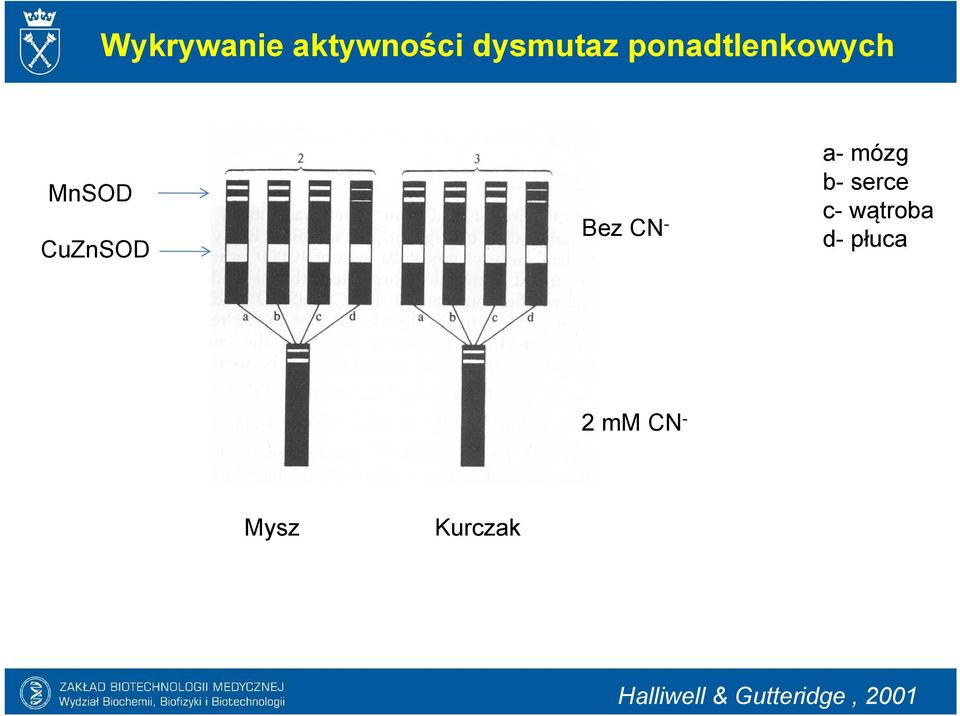 a- mózg b- serce c- wątroba d- płuca 2