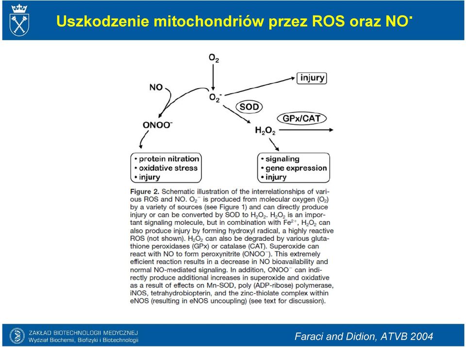 przez ROS oraz NO.